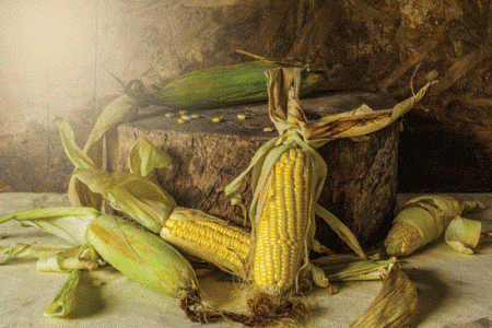 Deadly Dinner: Potentially Poisonous Crops Image
